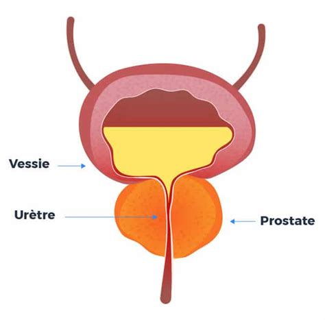 liquide séminal rôle|Anatomie, rôle et pathologies de la prostate chez un。